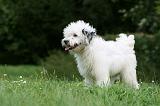 TERRIER DU TIBET 159